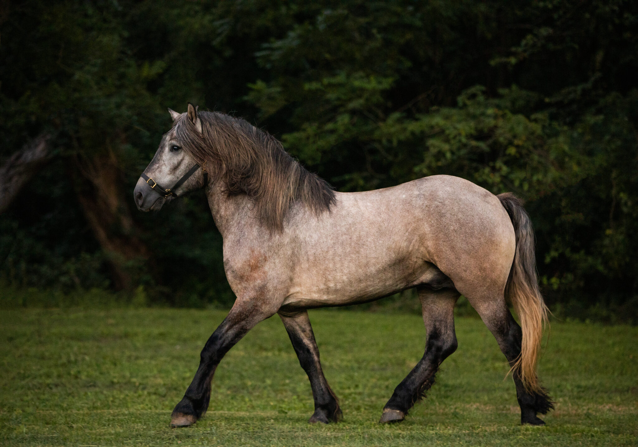 Balmoral Archer Highland Pony Society balmoral-archer-highland-pony-society