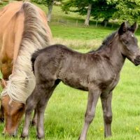 Sold - BRAAN AN CALADH