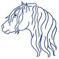 Looking for Highland Pony Gelding