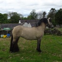 Braeford Skylark - SOLD