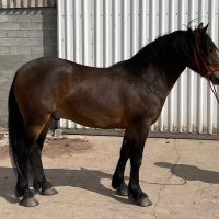 Sold - Moss-side George (Doddie)