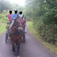 Ride and Drive Mare - Strathleven Jessica