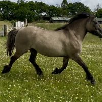 TROWAN MINNIE MOUSE - Sold