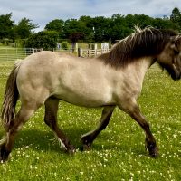 Glencallan Magic Dust