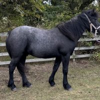 EOSAPH OGG. (Young Joseph)