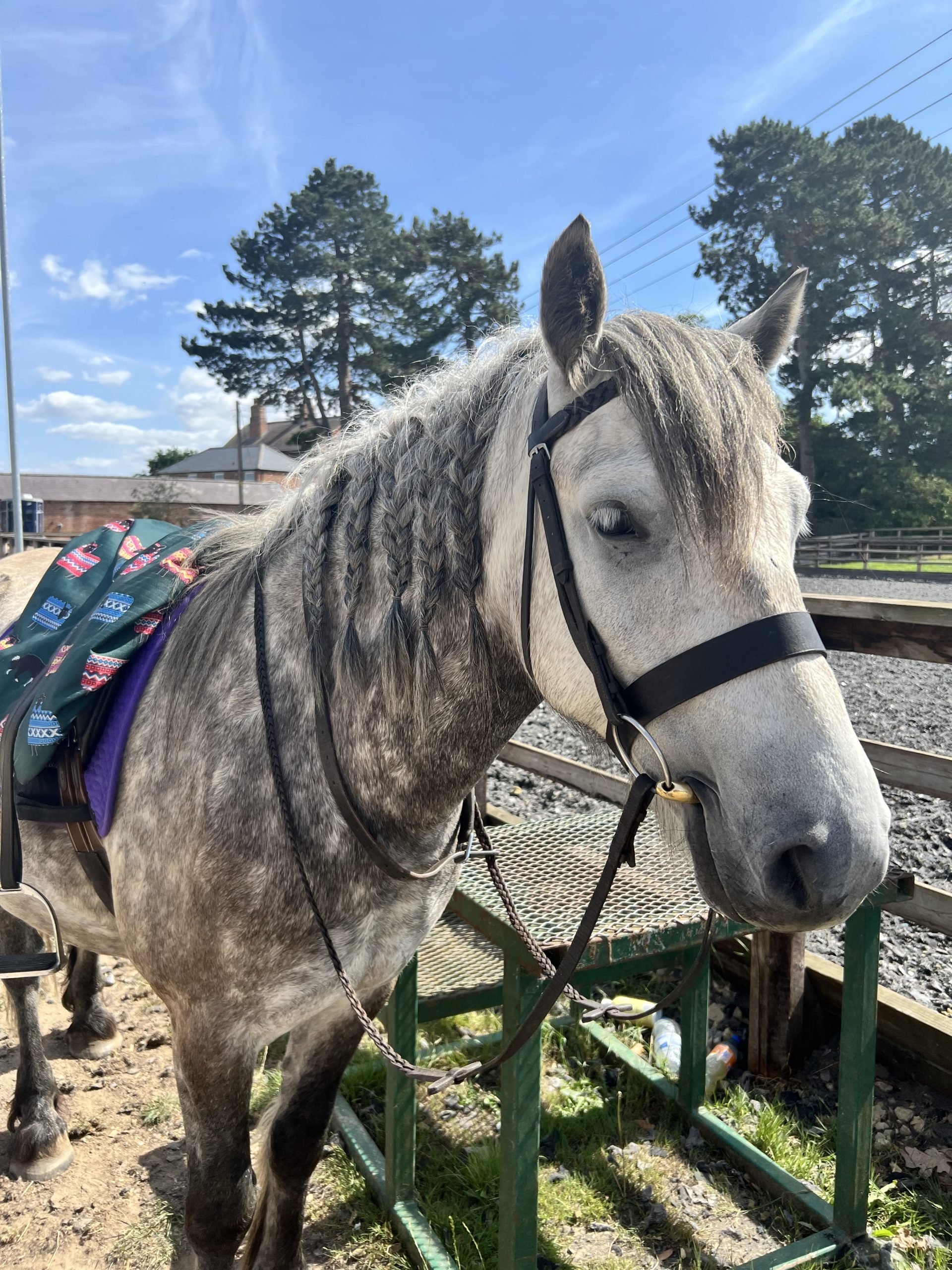 Antares Fingal - Image 4