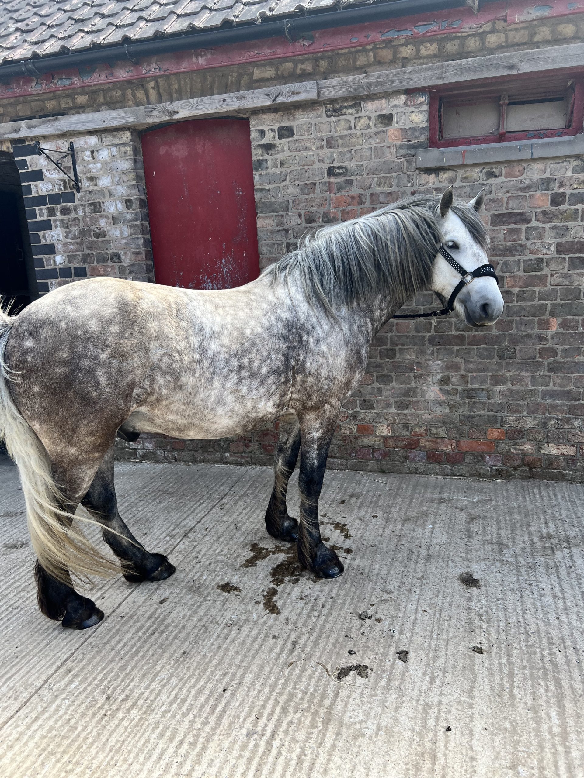 Antares Fingal - Image 5