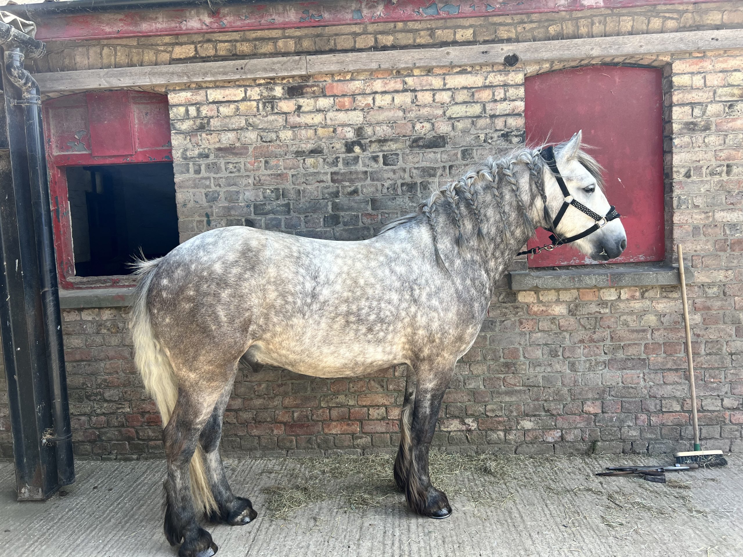Antares Fingal - Image 6