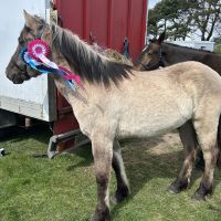 Redliffe Jimmy Nail - SOLD