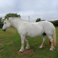 Sold - Morven of Millfield