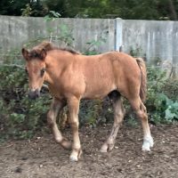 Redliffe Rex - price reduced