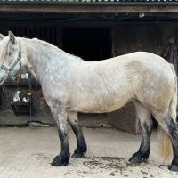 Ayside Mountain Delight - SOLD