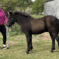 GLENBANCHOR BERNARAIGH