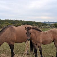 Pottertonpark Merida