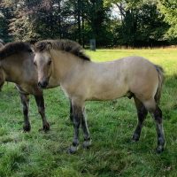 Naver of Alltnacailleach