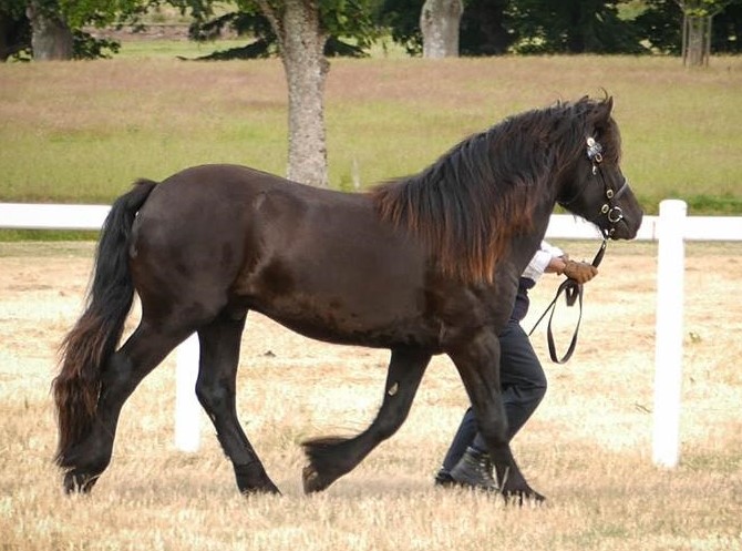 Glentrool Jamie of Castle Green - Image 2