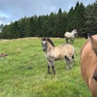 Colt foal for sale