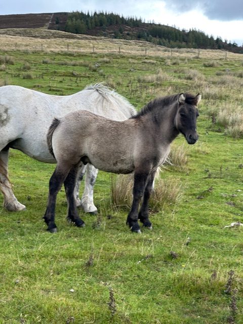 Colt foal for sale - Image 2