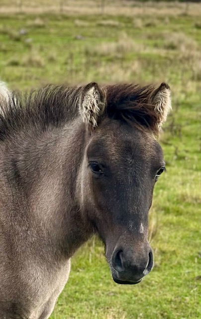 Colt foal for sale - Image 3