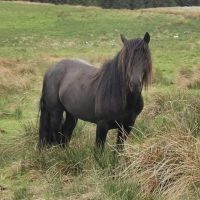 Glentrool Jamie of Castle Green