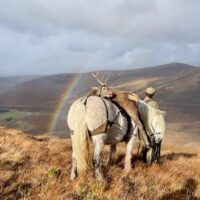 WANTED: Working Highland Pony