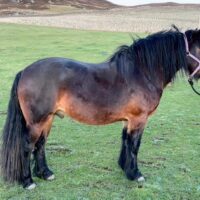Duke of Rynuan - available for breeding loan