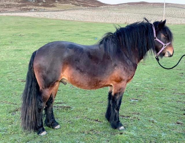 Duke of Rynuan – available for breeding loan
