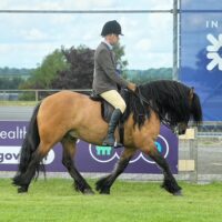 Turin Hill Kyleakin - available for breeding loan