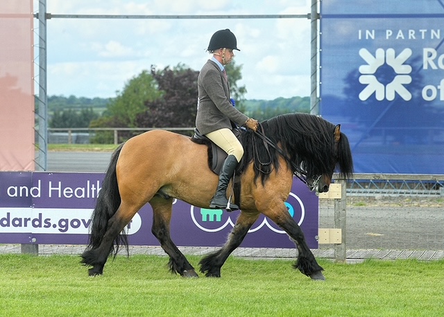 Turin Hill Kyleakin – available for breeding loan