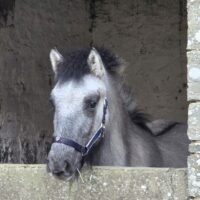 Dorrery Return Of The King