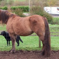 Seonaid Mhor of Castle Green