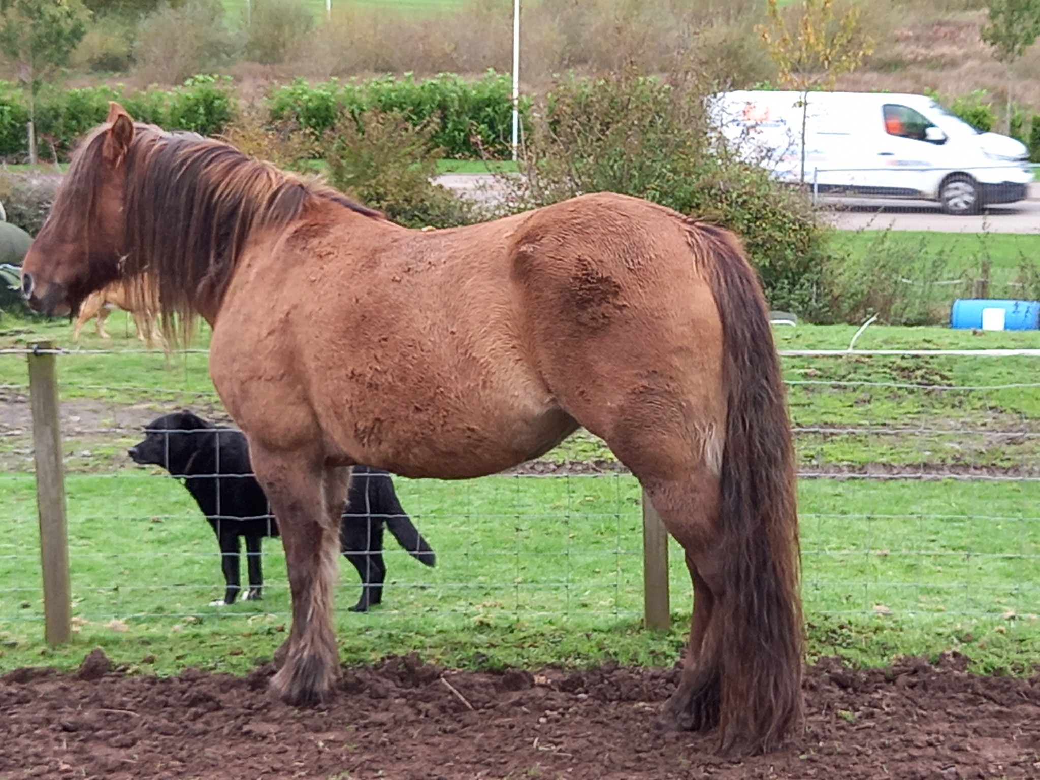 Seonaid Mhor of Castle Green