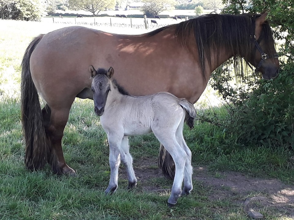 Seonaid Mhor of Castle Green - Image 2