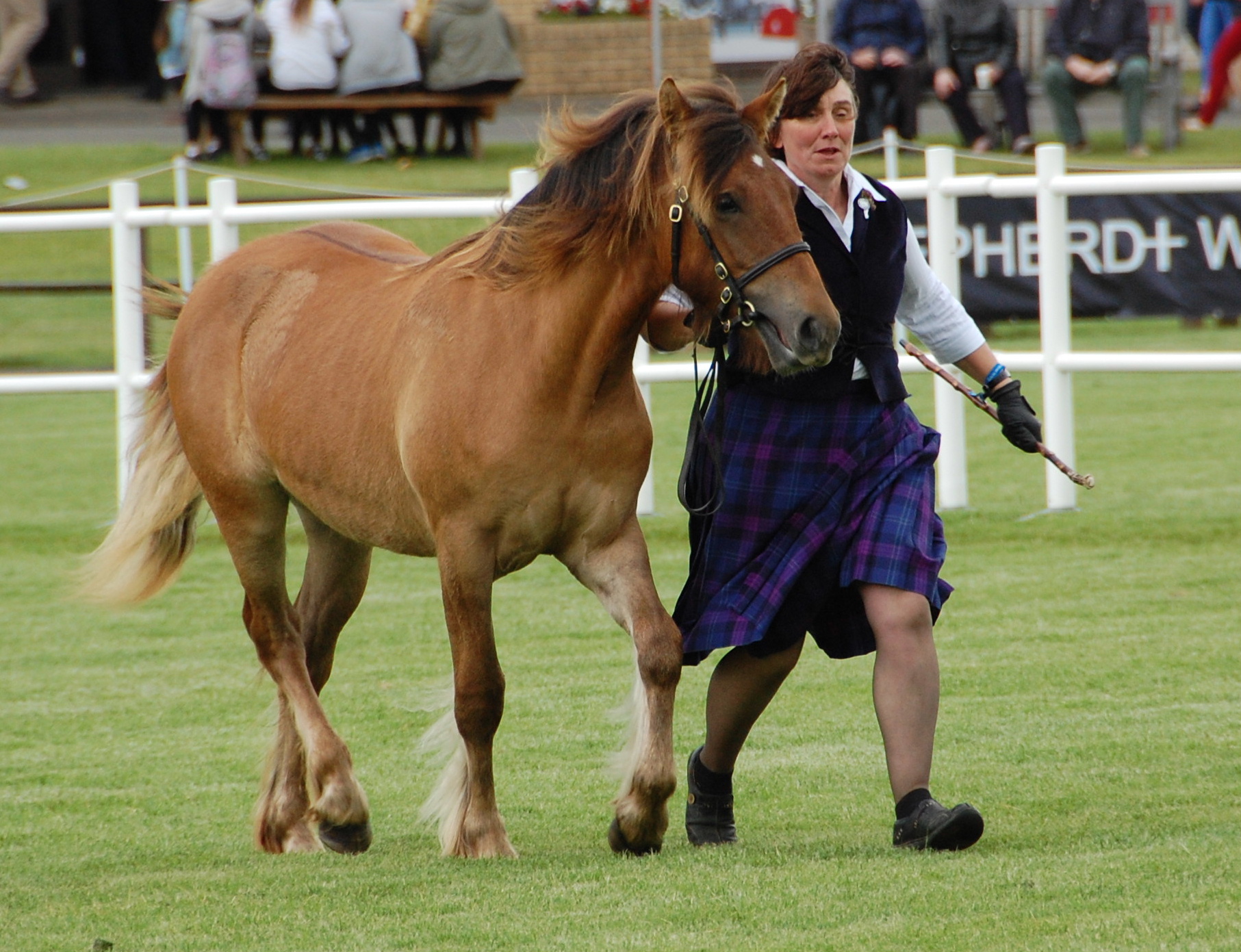 Seonaid Mhor of Castle Green - Image 3
