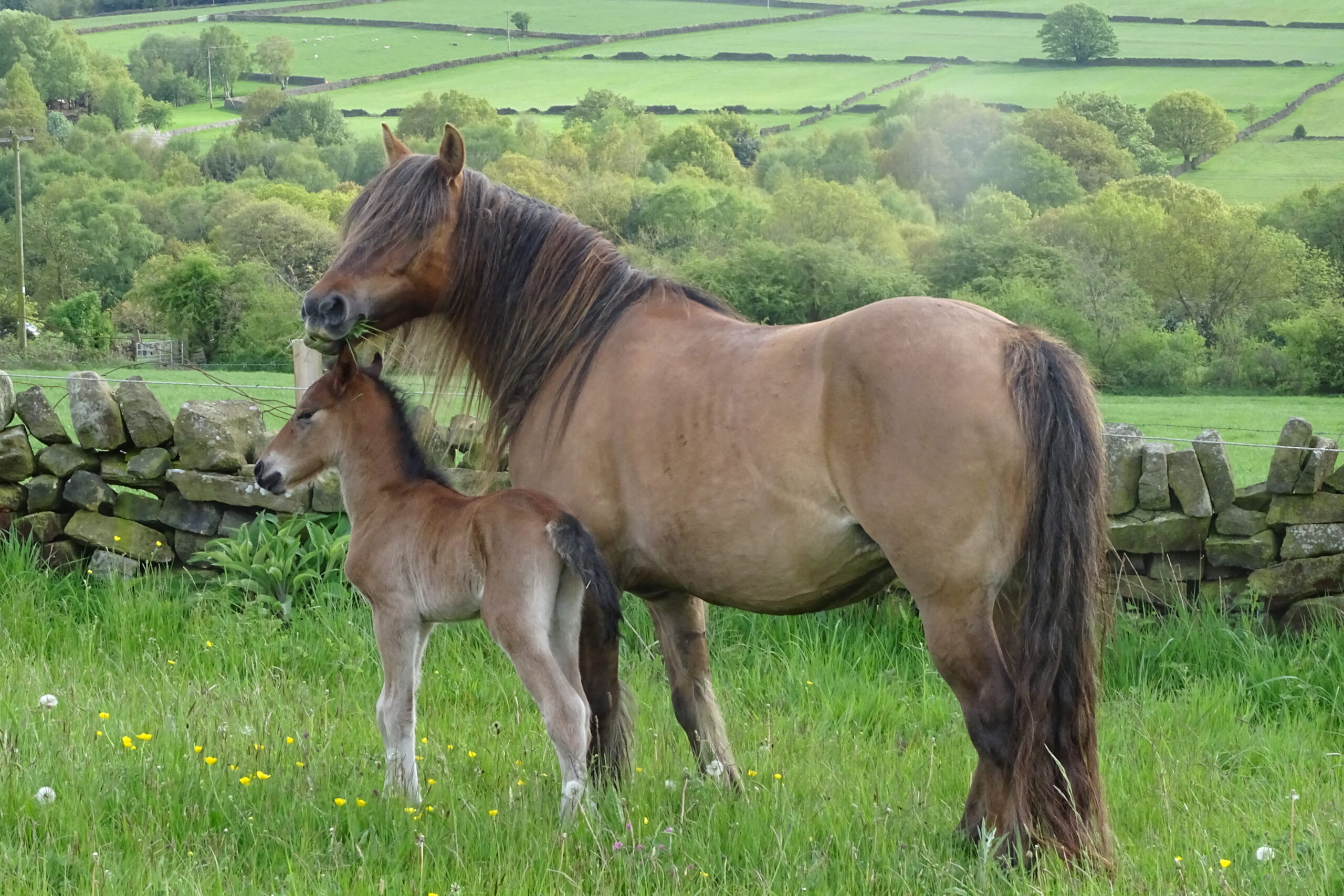 Seonaid Mhor of Castle Green - Image 5