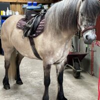 Sold - Cream Dun Gelding