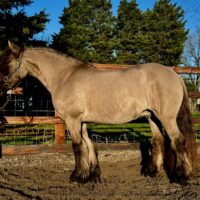 Magnus of Stevensonhall