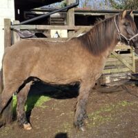 Sold - Fair Sky of Suffield