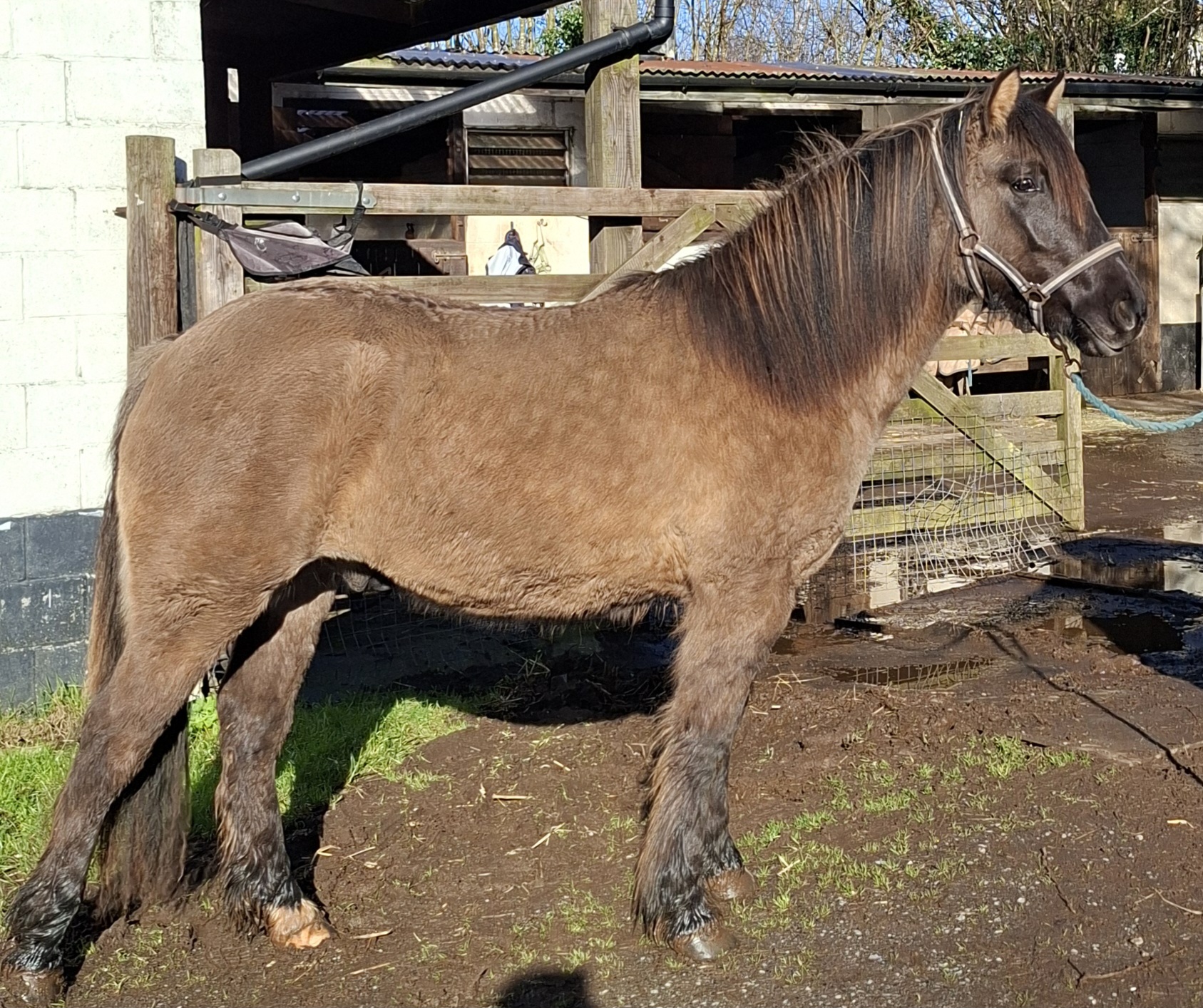 Sold - Fair Sky of Suffield