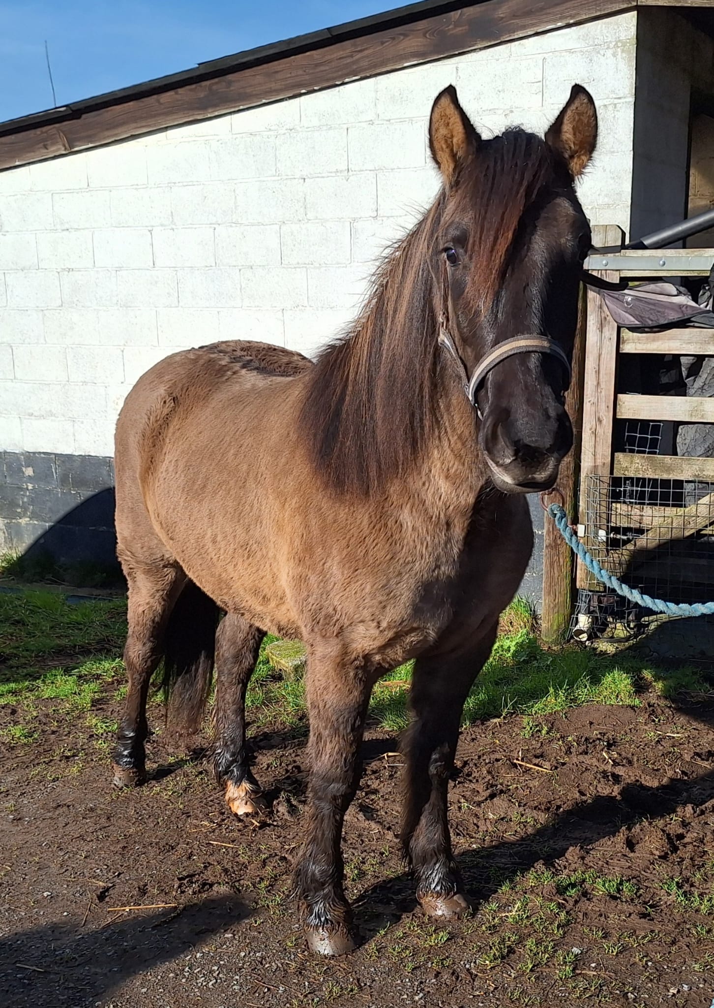 Sold - Fair Sky of Suffield - Image 2