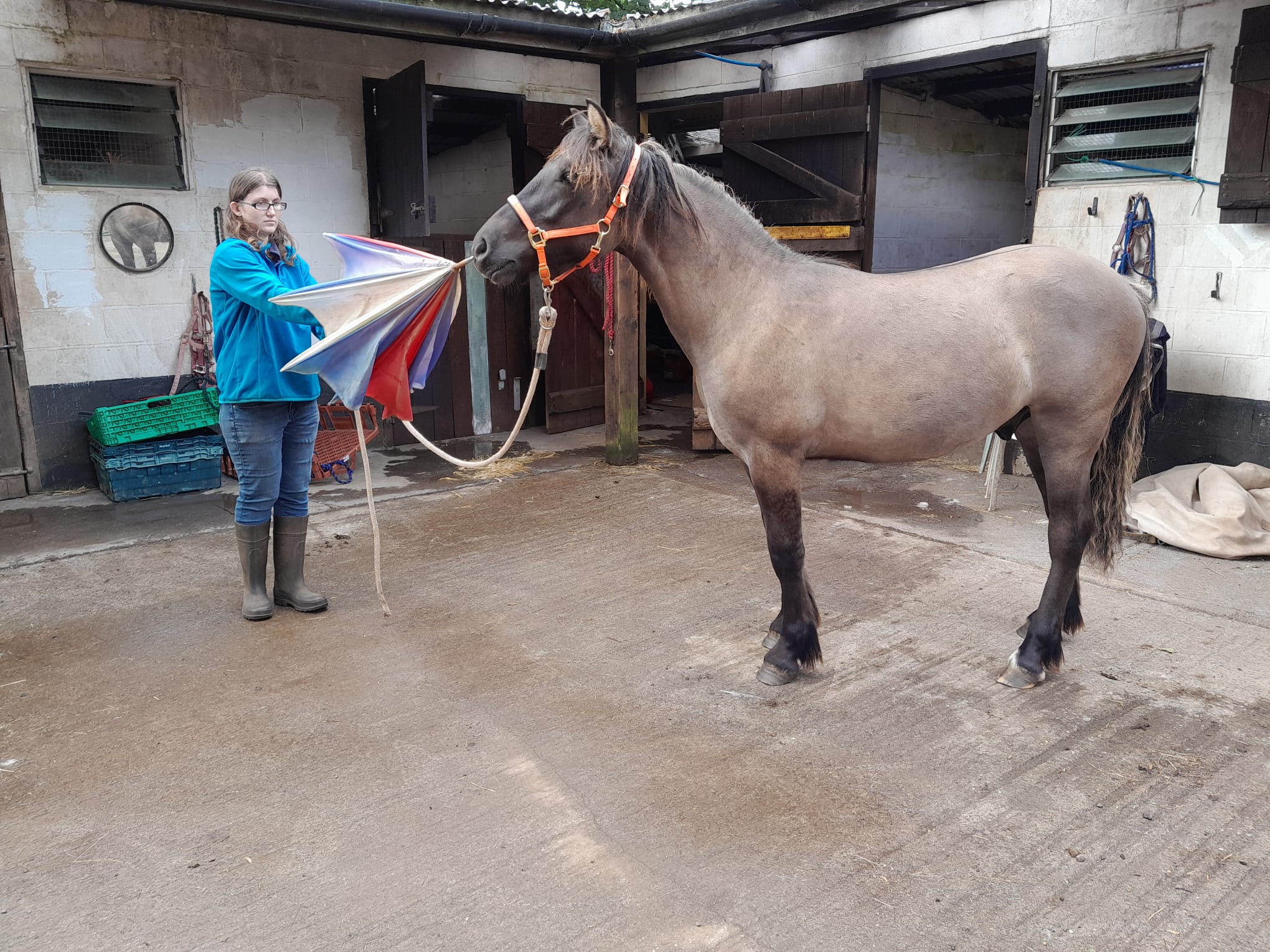 Sold - Fair Sky of Suffield - Image 5