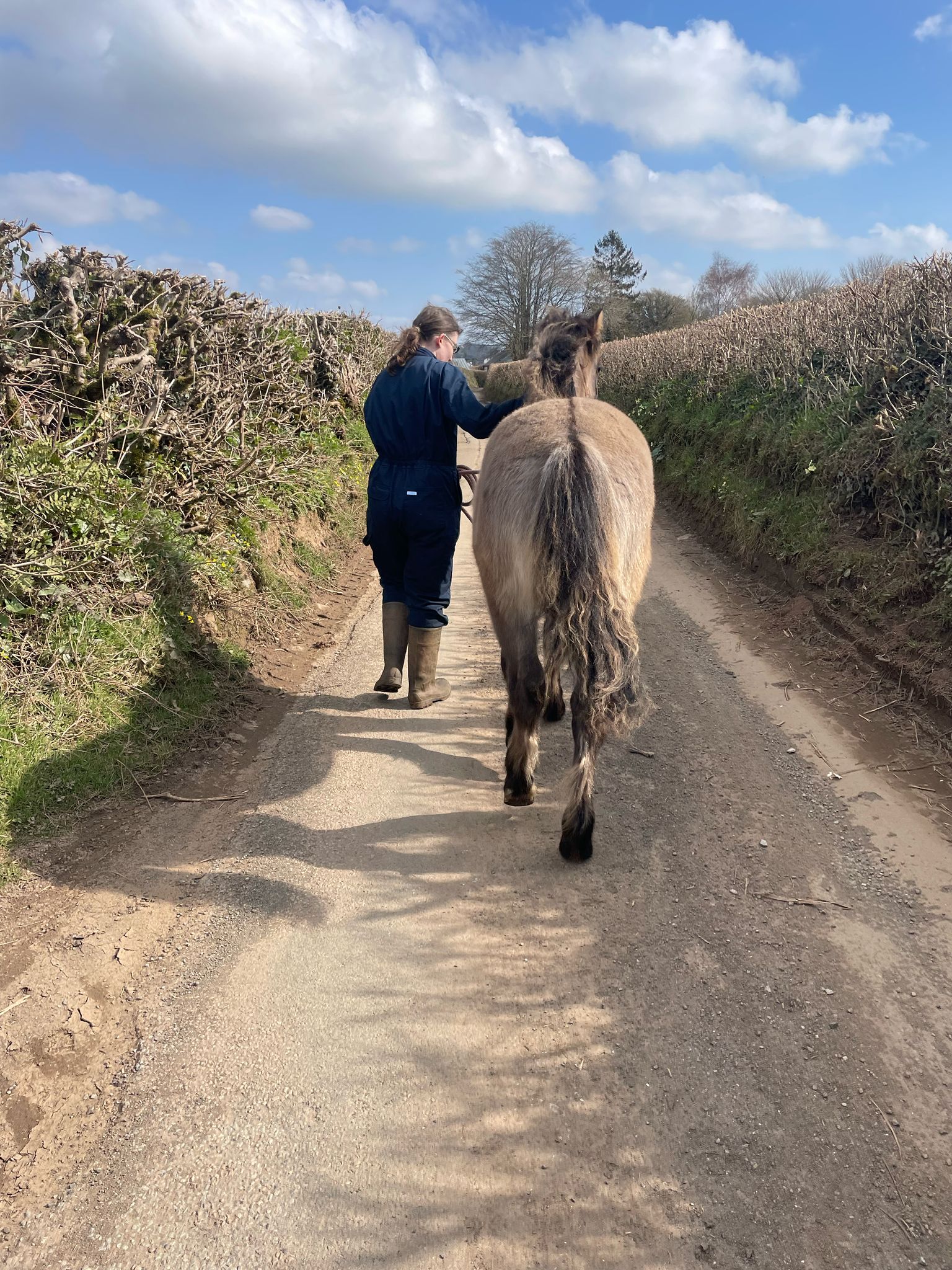 Sold - Fair Sky of Suffield - Image 6