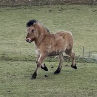 Erray Calendula - Yearling Colt
