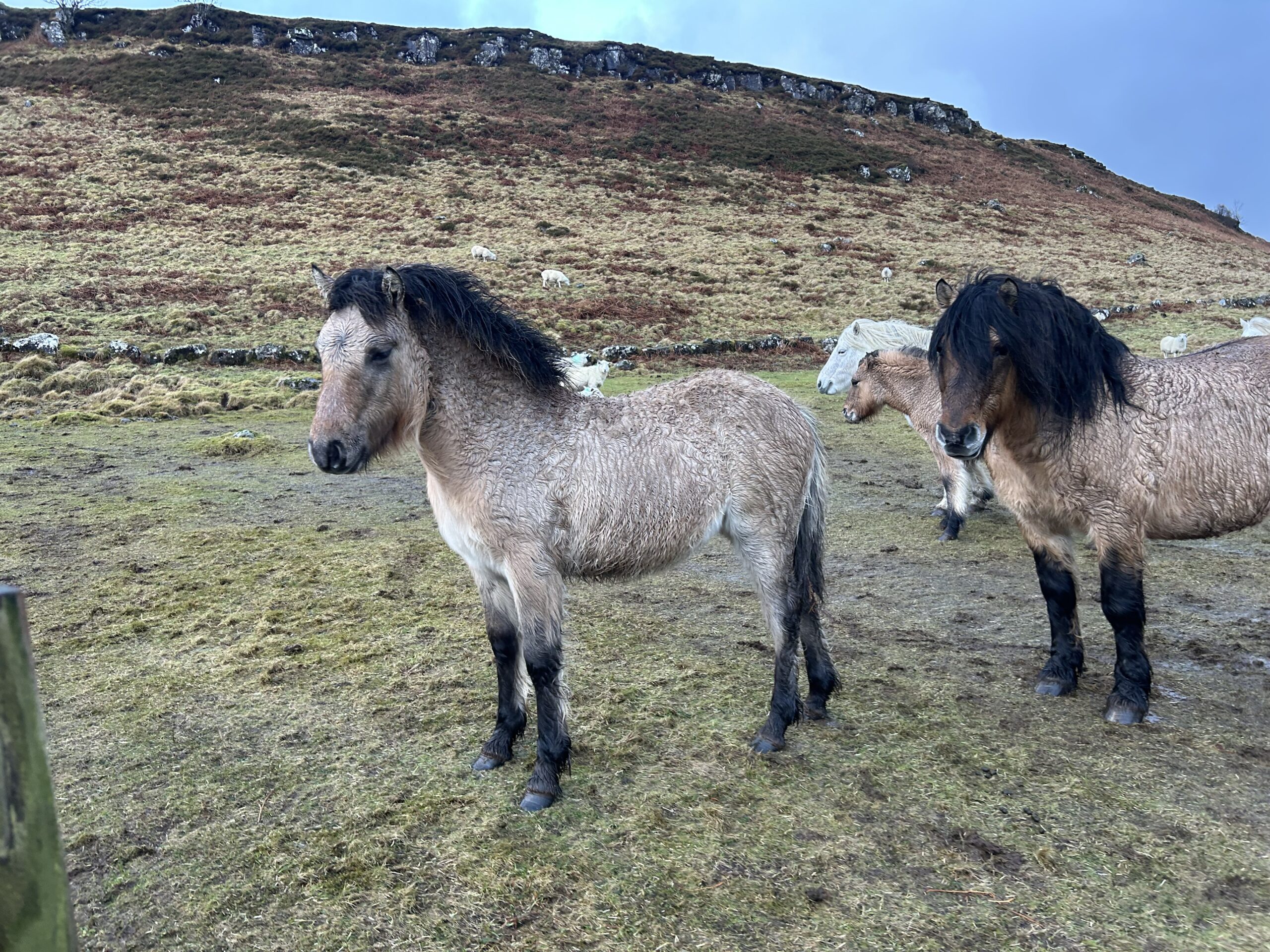 Erray Cotton Rose - Yearling Filly - Image 2