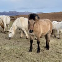 Erray Cotton Rose - Yearling Filly
