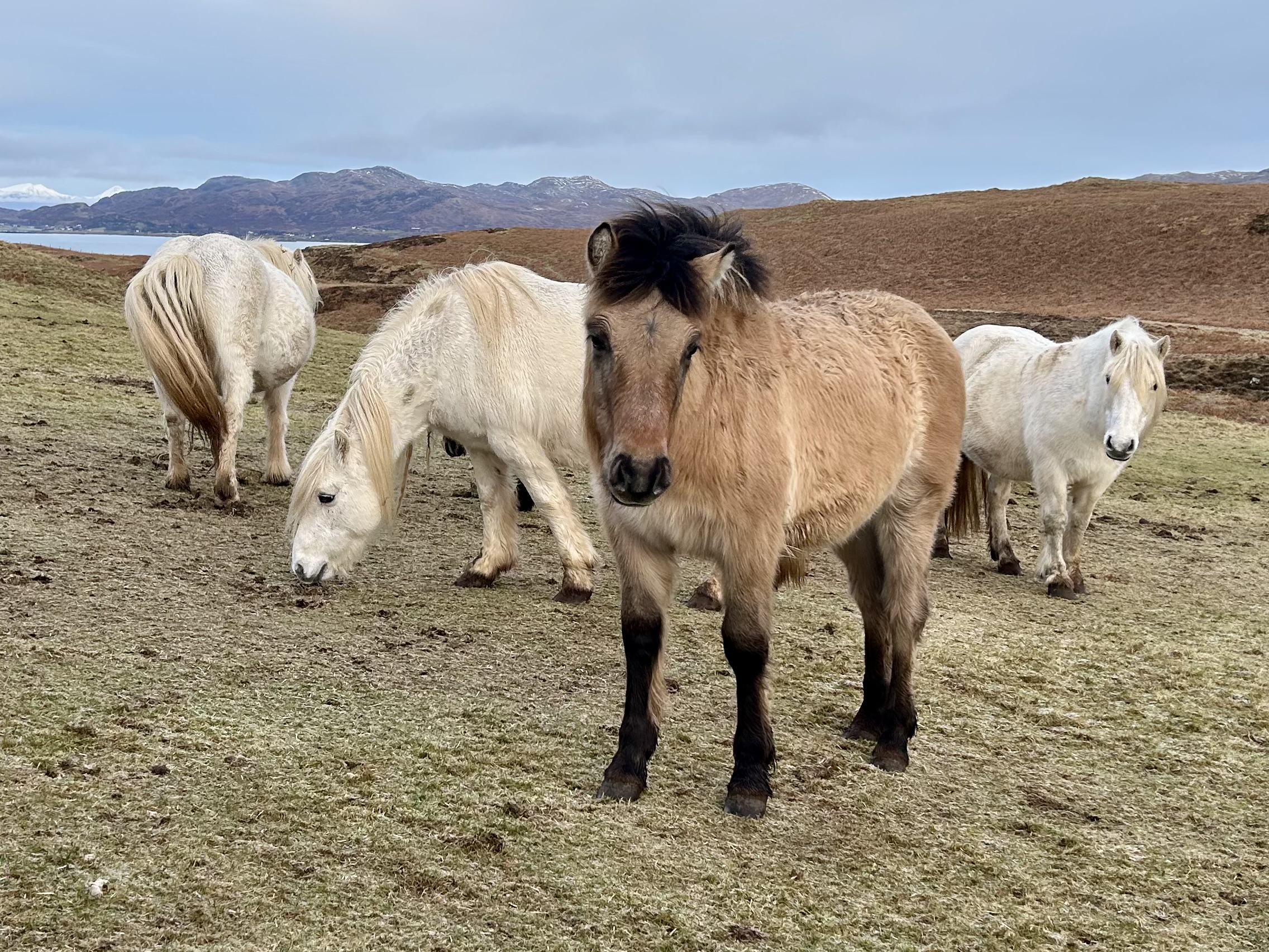 Erray Cotton Rose - Yearling Filly
