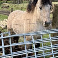 Erray Clove - Yearling colt