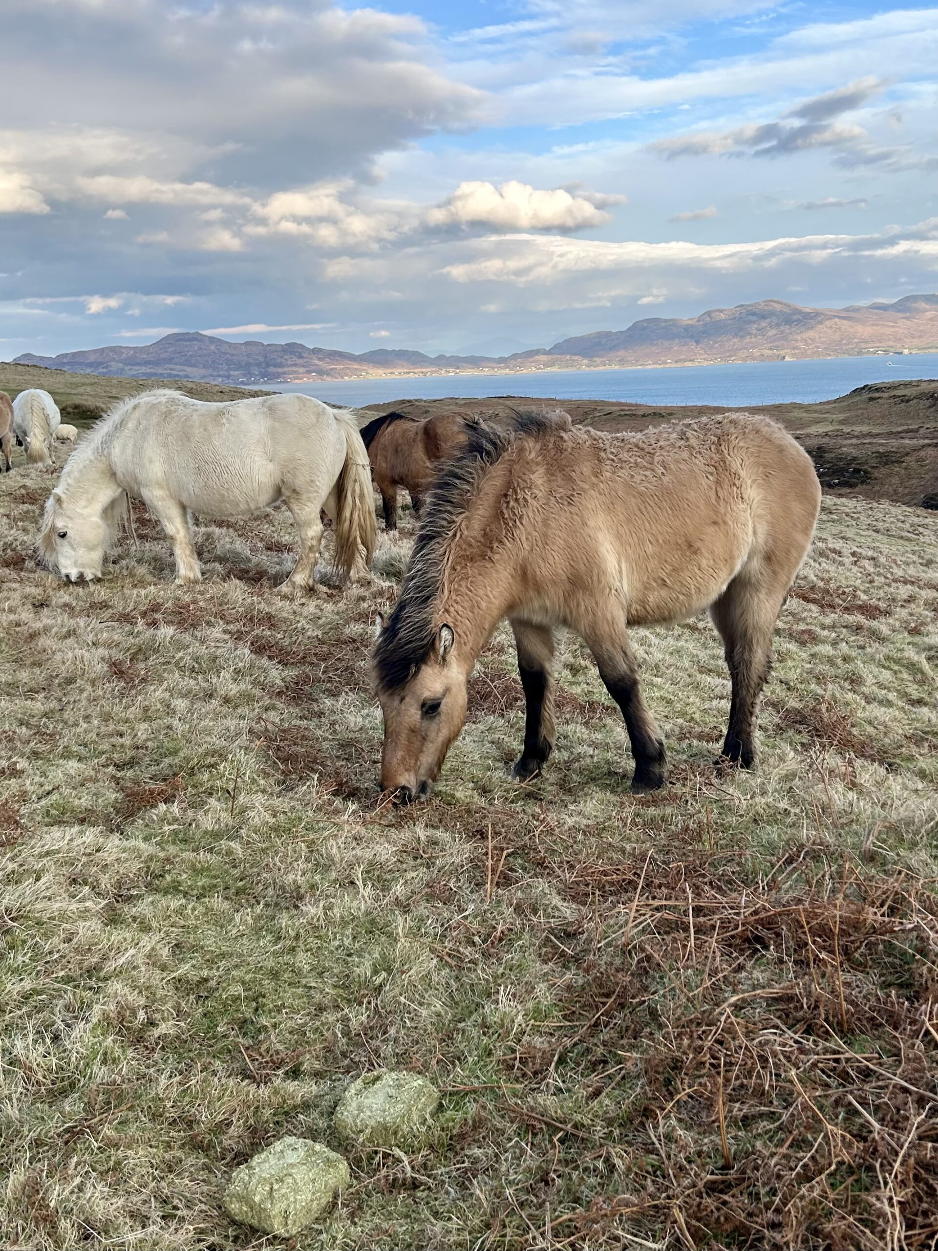 Erray Cotton Rose - Yearling Filly - Image 3