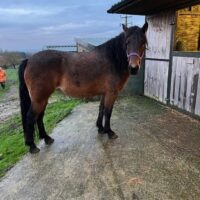 Sold - Hollycott Freya