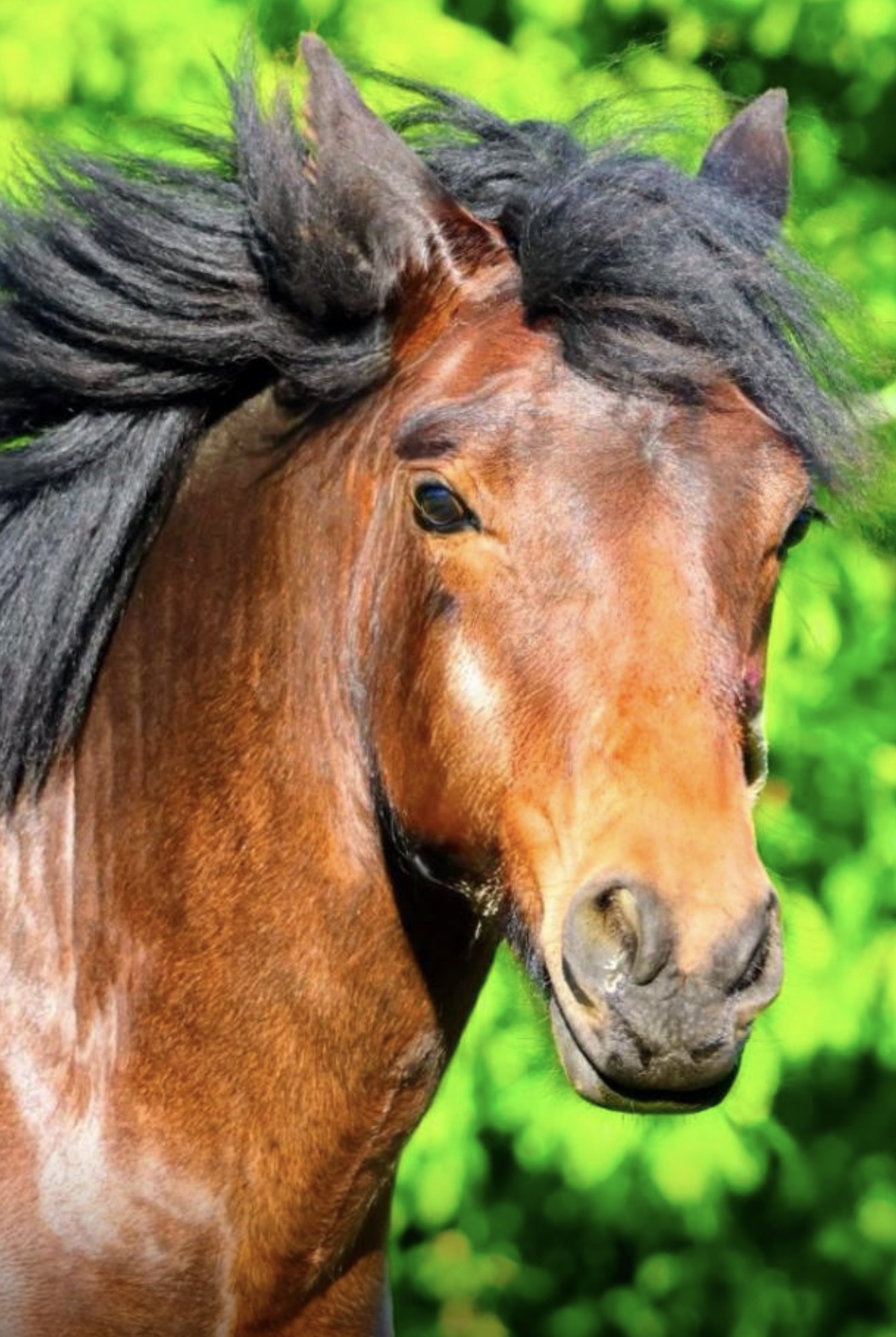 ✨ Registered Highland Pony Gelding – 2 Years Old ✨ - Image 2